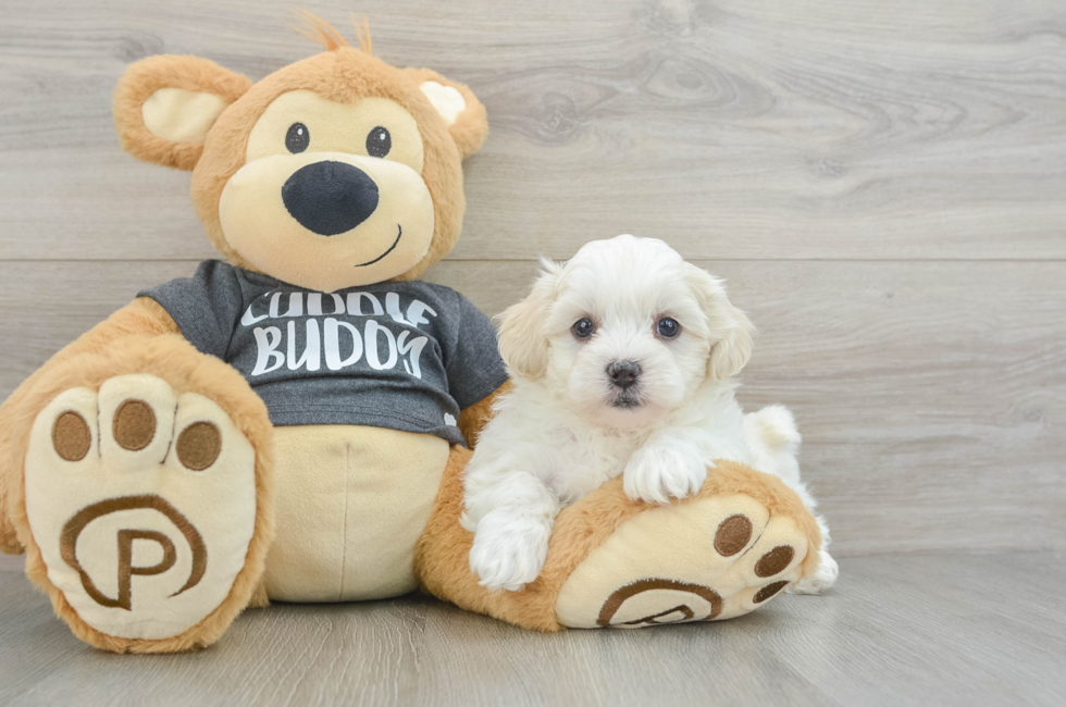 6 week old Teddy Bear Puppy For Sale - Premier Pups