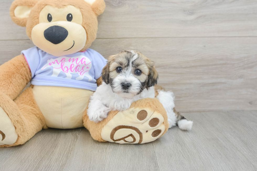 5 week old Teddy Bear Puppy For Sale - Premier Pups