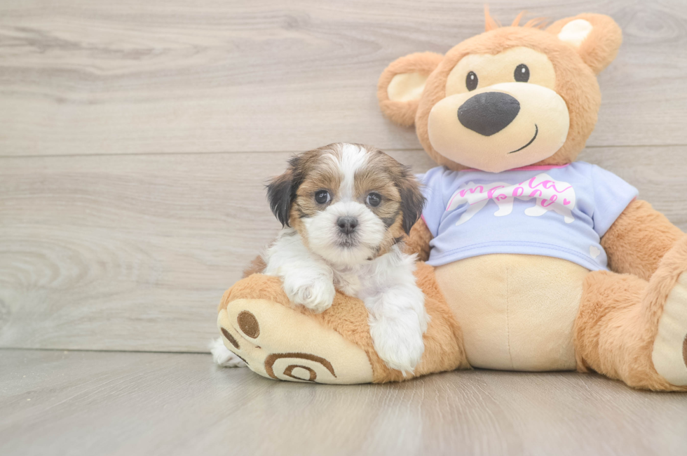 5 week old Teddy Bear Puppy For Sale - Premier Pups