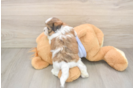 Teddy Bear Pup Being Cute