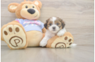 Friendly Teddy Bear Baby