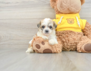 8 week old Teddy Bear Puppy For Sale - Premier Pups