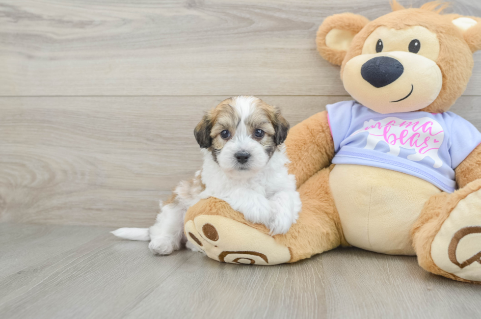 5 week old Teddy Bear Puppy For Sale - Premier Pups