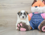 6 week old Teddy Bear Puppy For Sale - Premier Pups