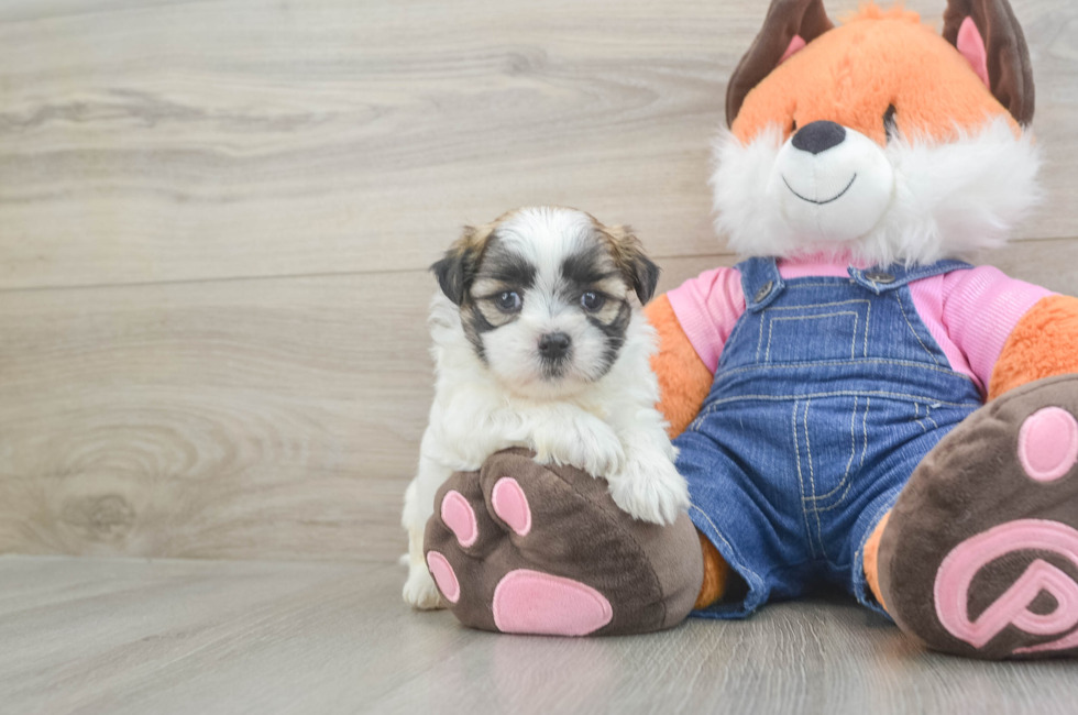 5 week old Teddy Bear Puppy For Sale - Premier Pups