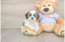 Teddy Bear Pup Being Cute