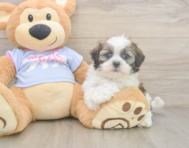 6 week old Teddy Bear Puppy For Sale - Premier Pups