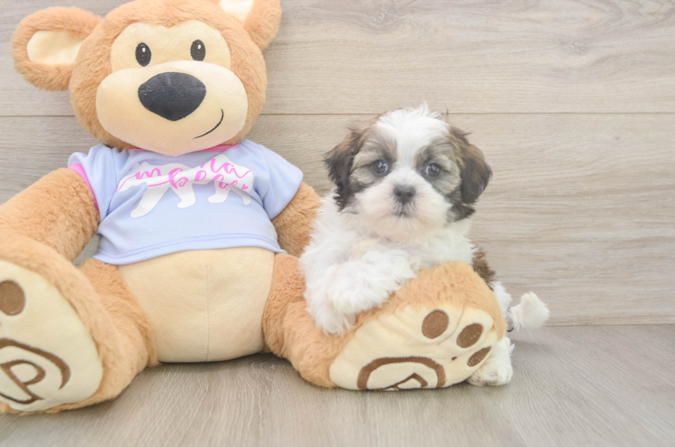 5 week old Teddy Bear Puppy For Sale - Premier Pups