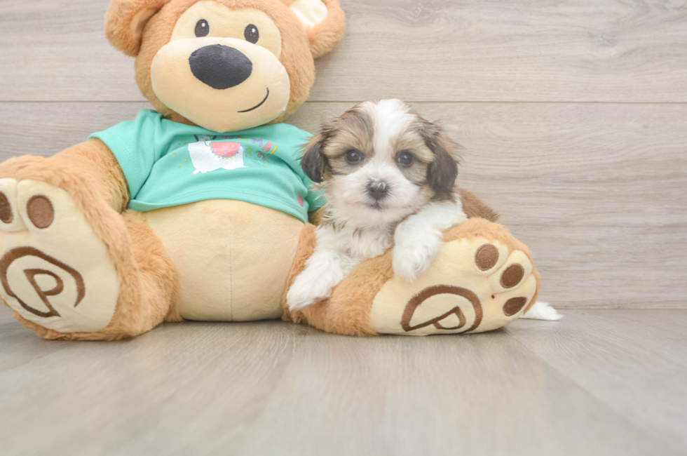 6 week old Teddy Bear Puppy For Sale - Premier Pups