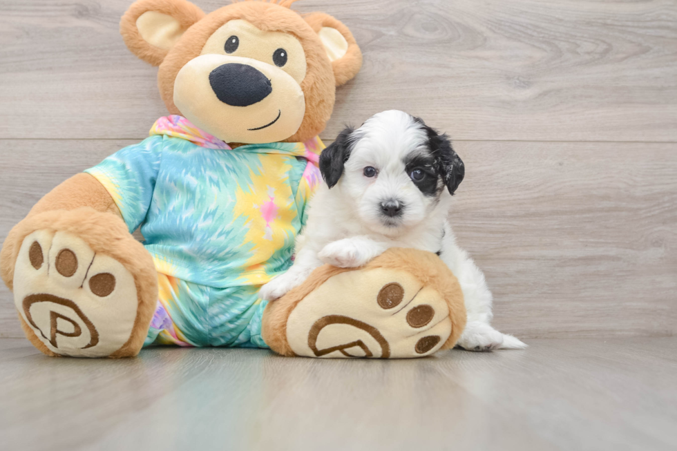 Funny Teddy Bear Designer Pup