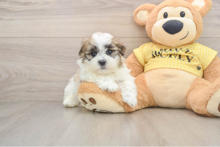 Playful Shichon Designer Puppy