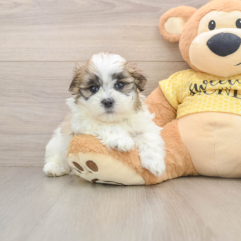 Playful Shichon Designer Puppy