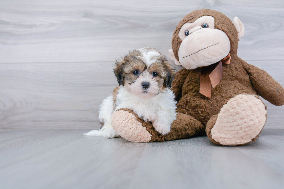 Teddy Bear Pup Being Cute