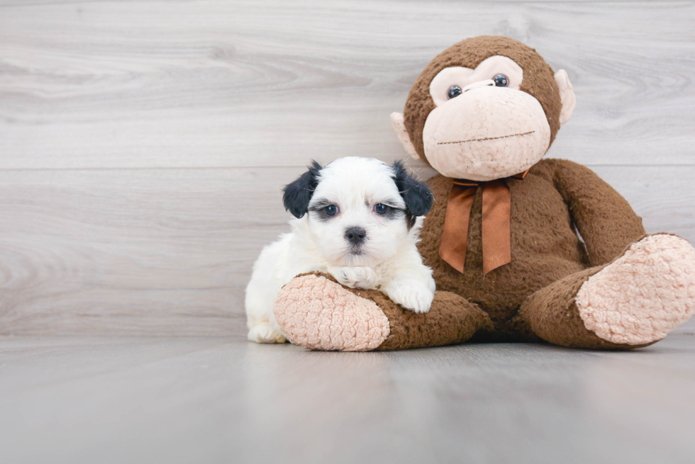 Popular Teddy Bear Designer Pup