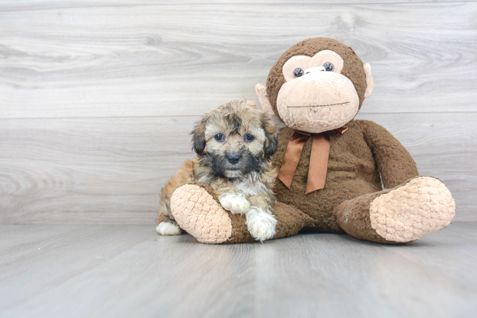 Funny Teddy Bear Designer Pup