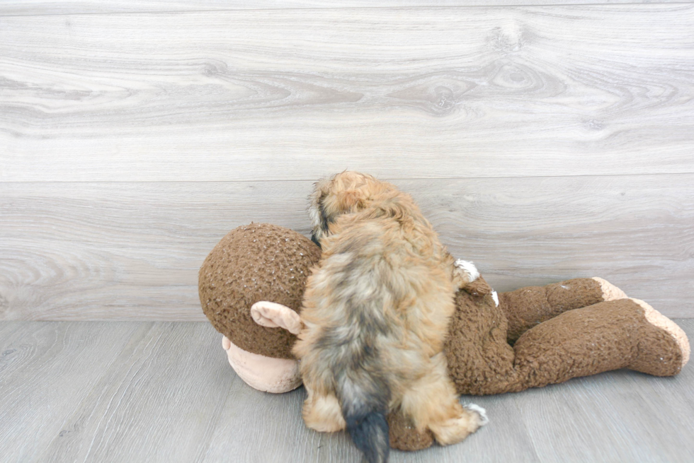 Teddy Bear Pup Being Cute