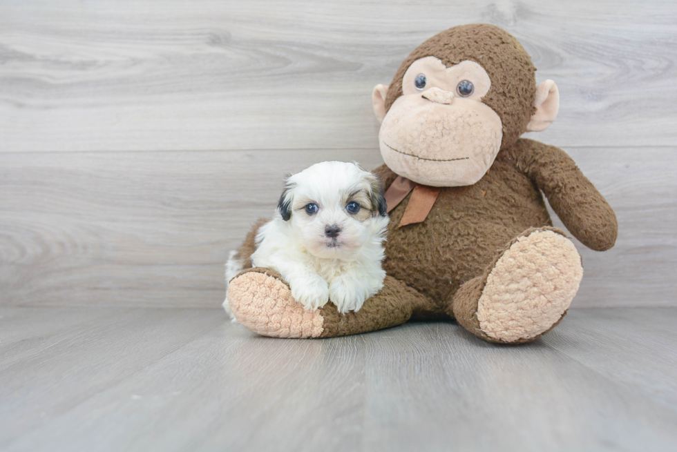 Teddy Bear Pup Being Cute