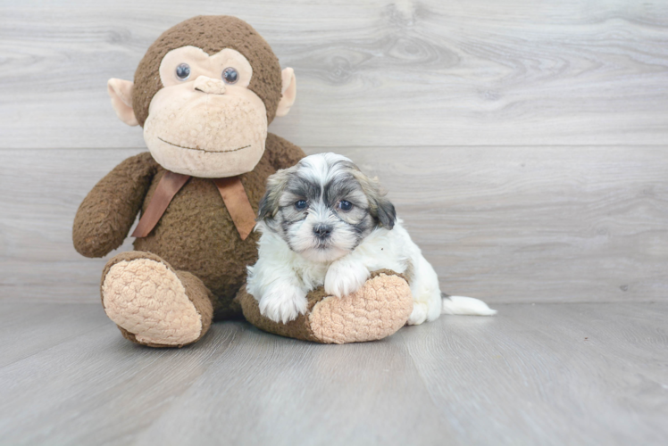 Playful Shichon Designer Puppy