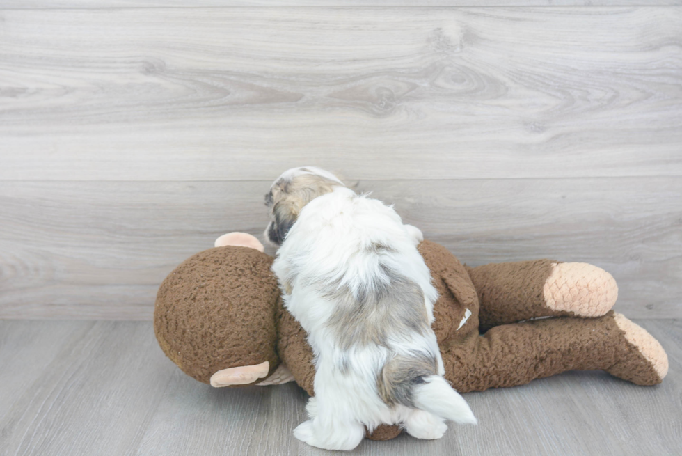 Teddy Bear Pup Being Cute