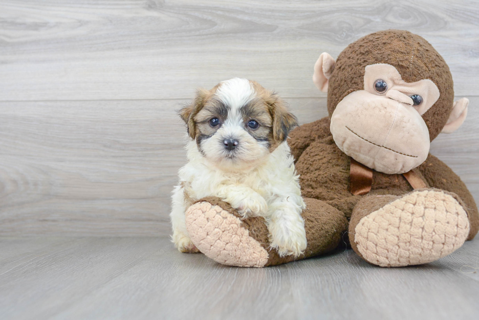 Funny Teddy Bear Designer Pup