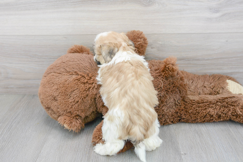 Popular Teddy Bear Designer Pup