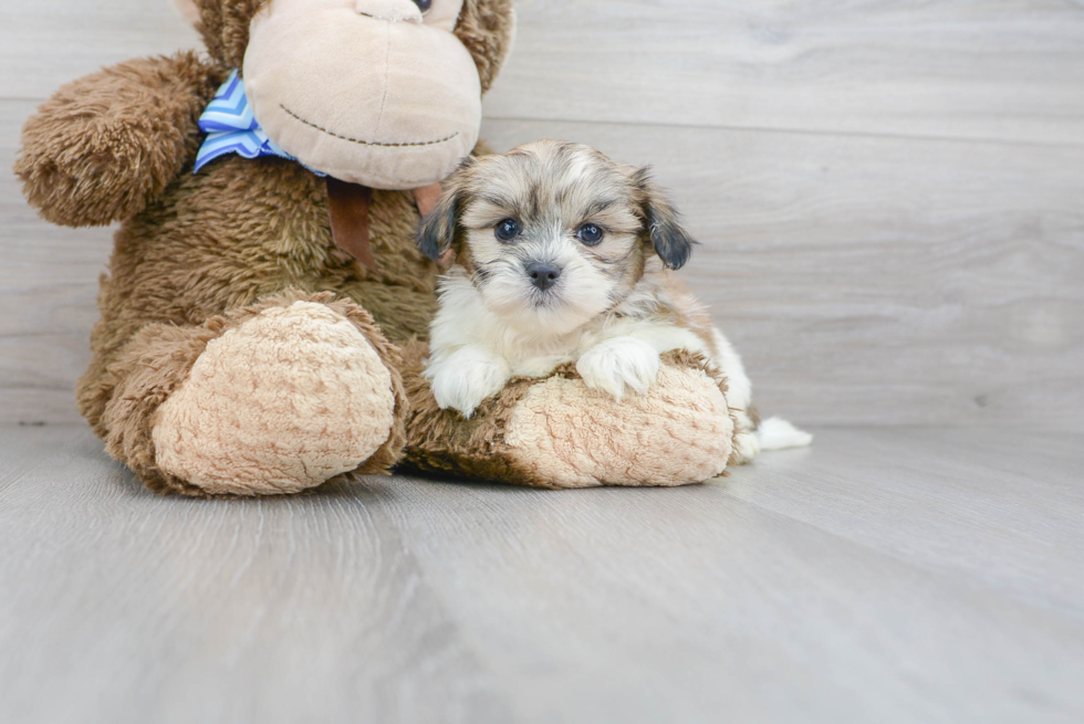 Cute Shitzu Designer Puppy