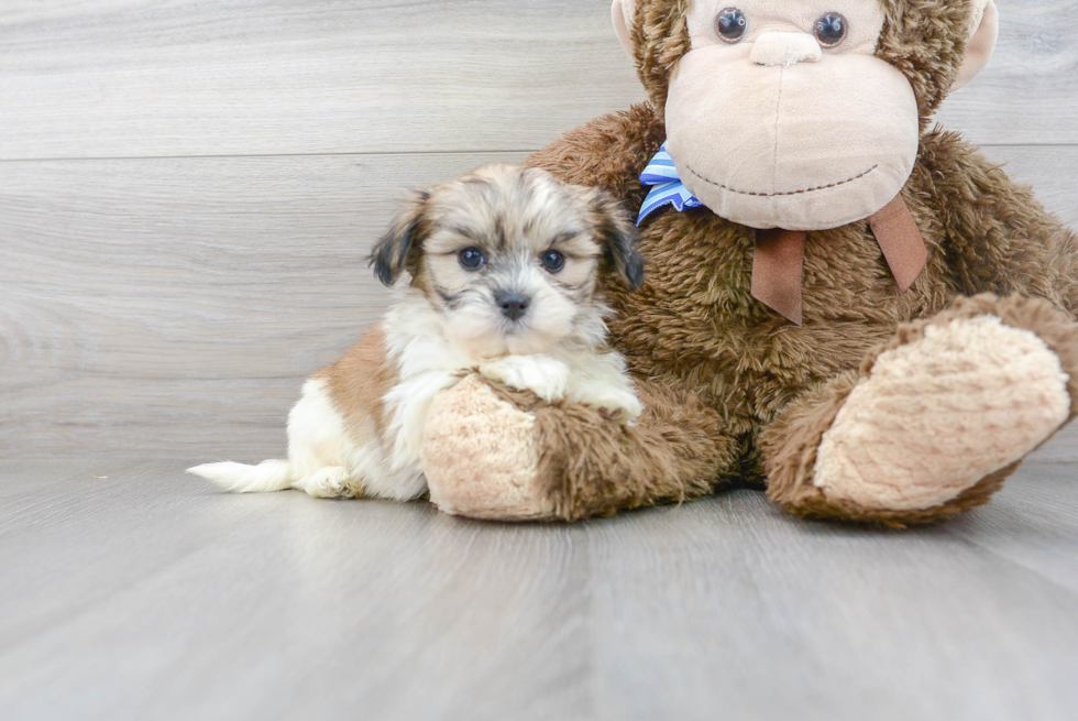 Cute Teddy Bear Designer Pup