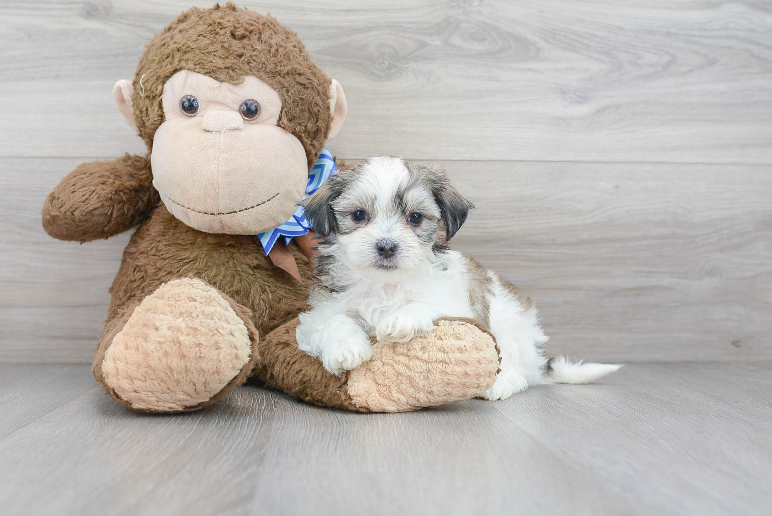 Teddy Bear Pup Being Cute
