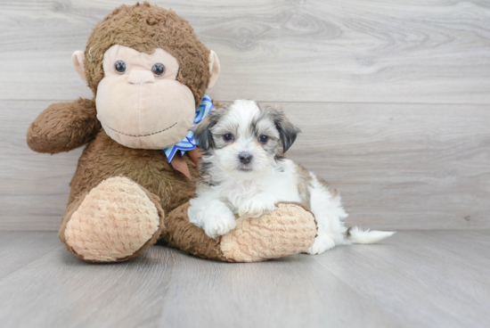 Teddy Bear Pup Being Cute