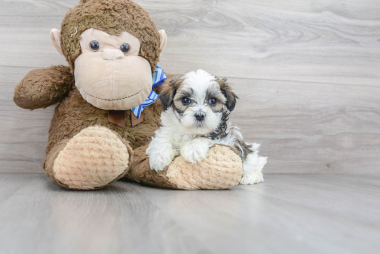 Teddy Bear Pup Being Cute