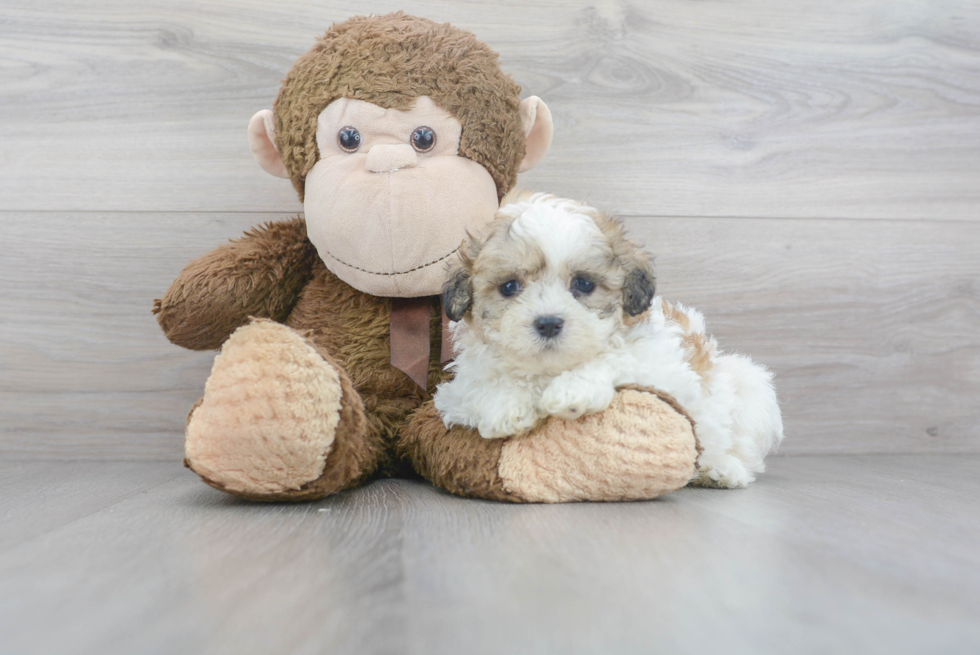Cute Shichon Designer Puppy