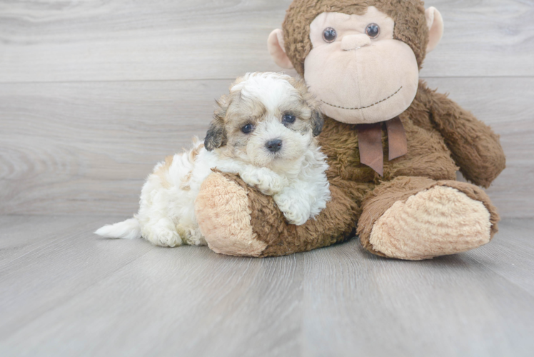 Best Teddy Bear Baby