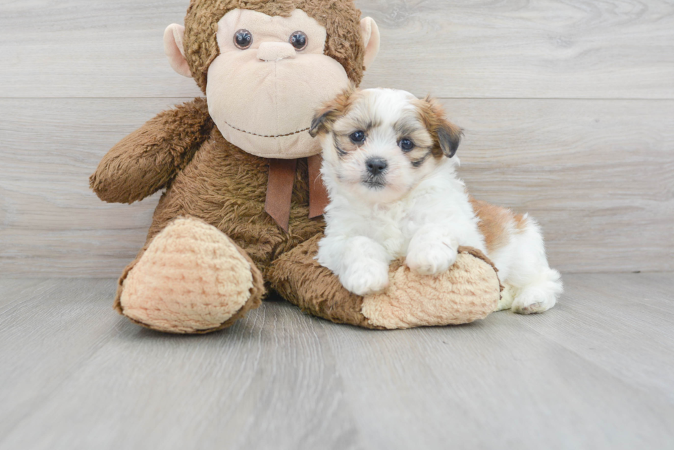 Cute Shit Designer Puppy