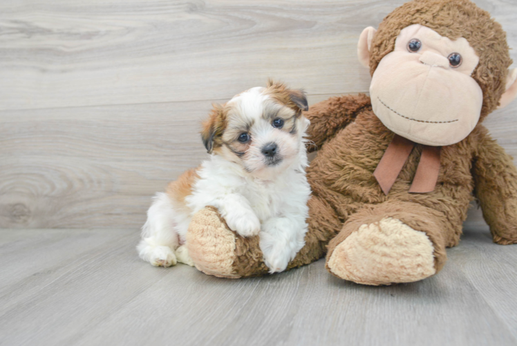 Best Teddy Bear Baby