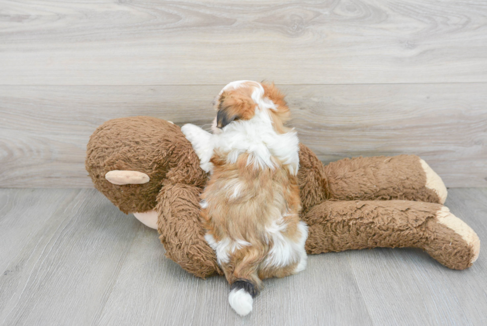 Cute Teddy Bear Designer Pup