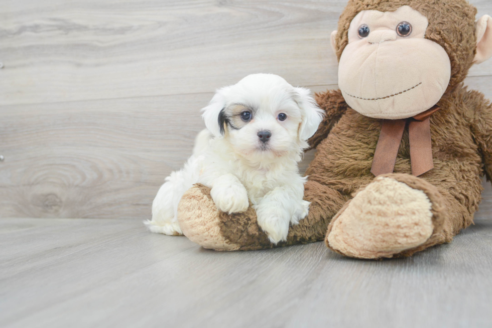 Fluffy Teddy Bear Designer Pup