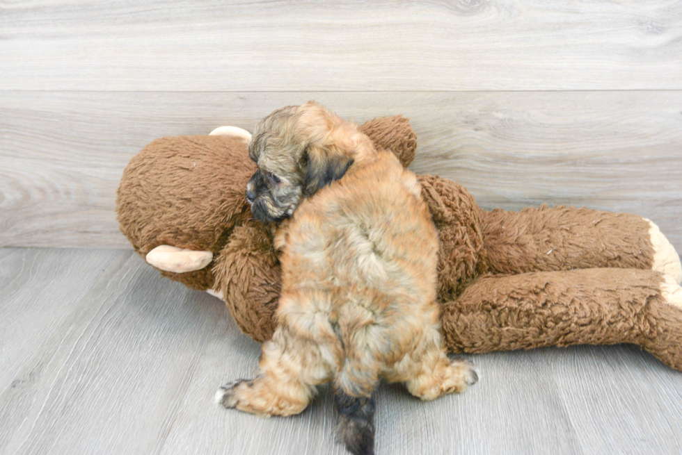 Fluffy Teddy Bear Designer Pup