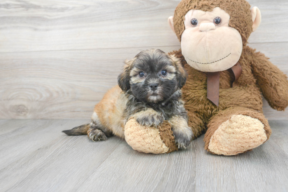 Teddy Bear Pup Being Cute