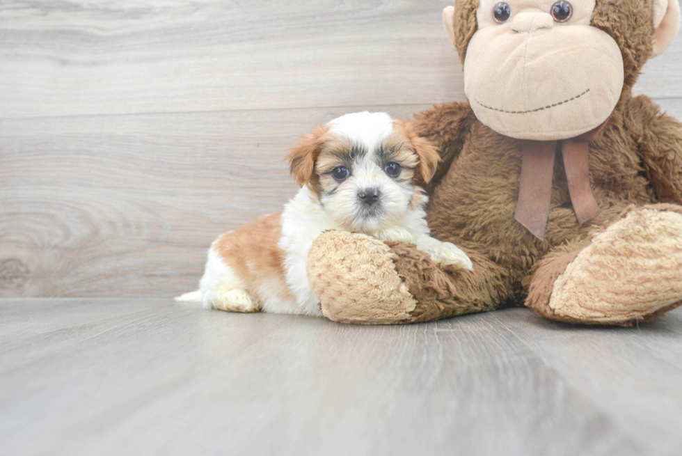 Teddy Bear Pup Being Cute