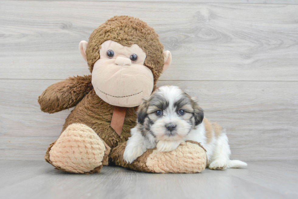 Popular Teddy Bear Designer Pup