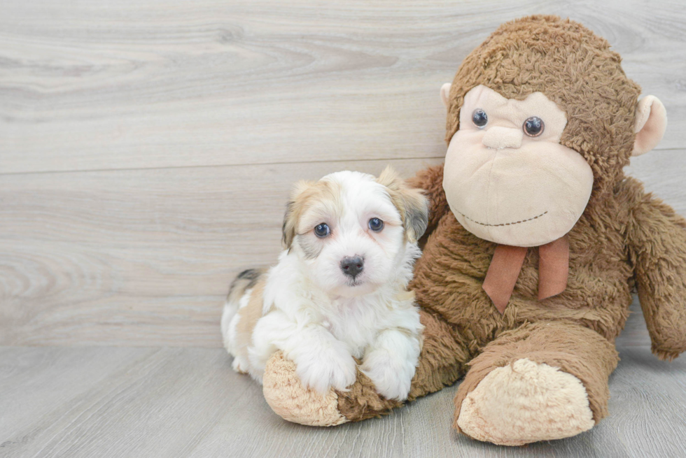 Teddy Bear Pup Being Cute