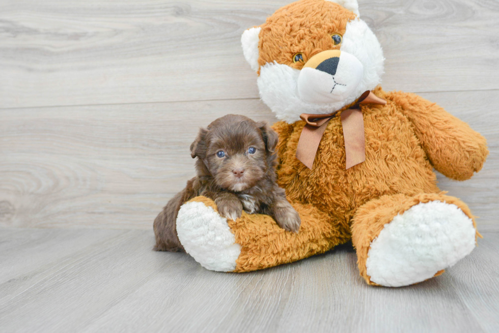 Teddy Bear Pup Being Cute