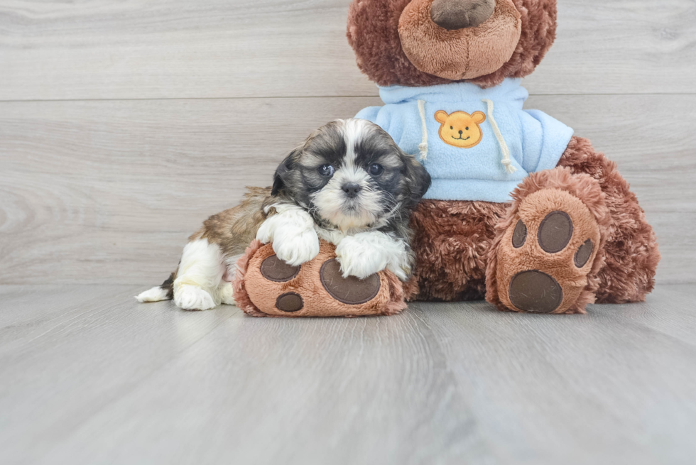 Best Teddy Bear Baby