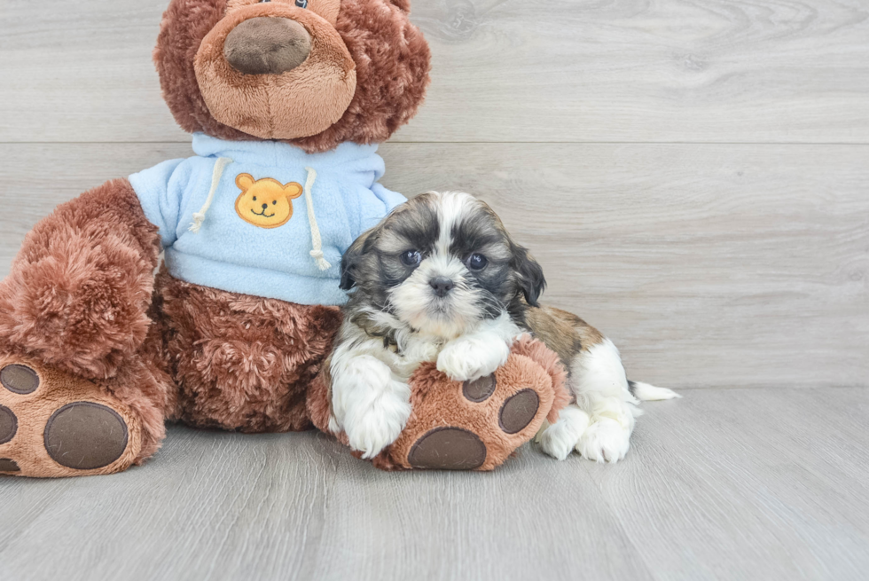 Fluffy Teddy Bear Designer Pup