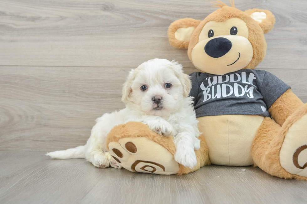 6 week old Teddy Bear Puppy For Sale - Premier Pups