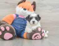 6 week old Teddy Bear Puppy For Sale - Premier Pups