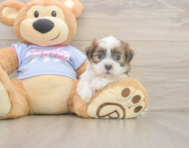6 week old Teddy Bear Puppy For Sale - Premier Pups