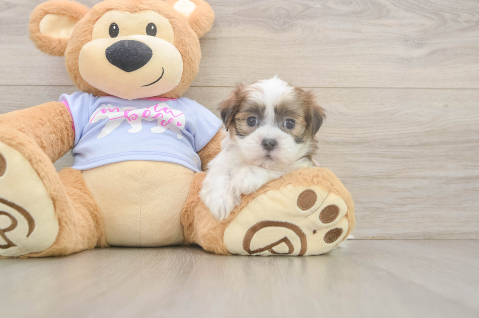 5 week old Teddy Bear Puppy For Sale - Premier Pups