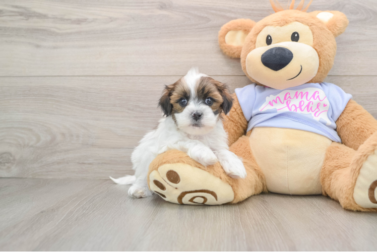 Teddy Bear Puppy for Adoption