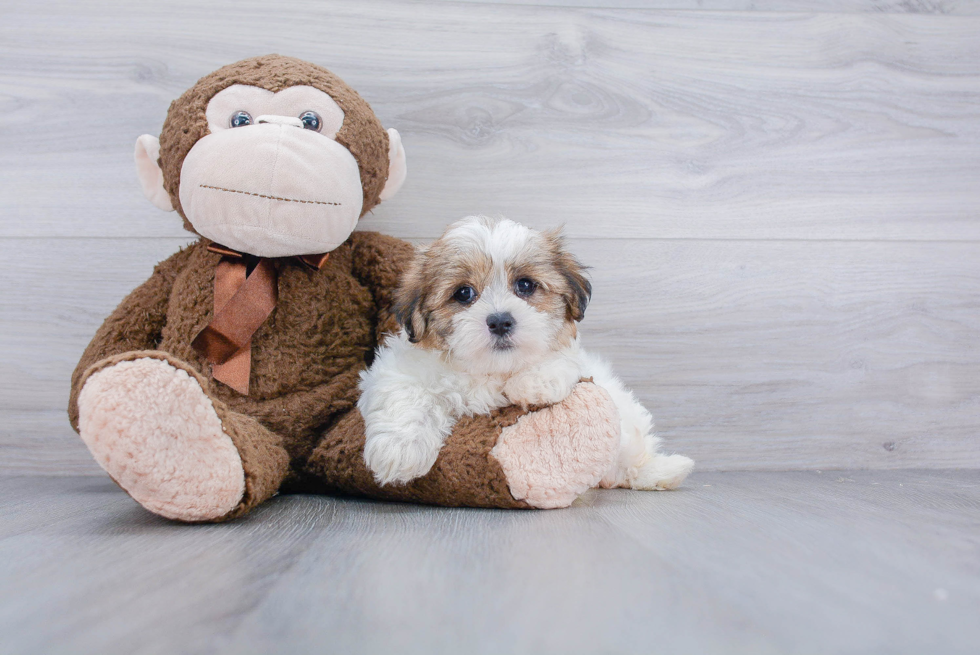 Teddy Bear Pup Being Cute